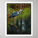 Pesquisar por azul da garça real Foto