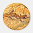 Pesquisar por salamandra Anfíbios