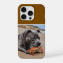 Pesquisar por staffy Cachorro