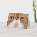 Pesquisar por animais exóticos cartoes Gatos