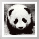 Pesquisar por baby panda pôsteres Animal