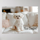 Pesquisar por meu maltês pósteres pôsteres Malteses