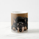 Pesquisar por pinscher diminuto Pino mínimo