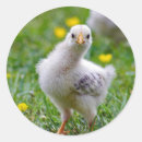 Pesquisar por chicken adesivos Pintinho