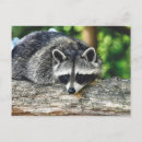 Pesquisar por raccoon cartoes postais Animal