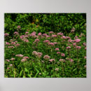 Pesquisar por alga pôsteres For her