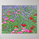 Pesquisar por flores misturadas pôsteres Fotografia