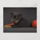 Pesquisar por cão rottweiler cartoes postais Cachorrinho