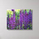 Pesquisar por lavanda impressão de canvas Fotografia