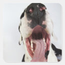 Pesquisar por great dane adesivos Tiro do estúdio