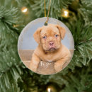 Pesquisar por dog ornamentos Crie o seu