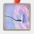 Pesquisar por ovo ornamentos Esperma