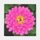 Pesquisar por zinnia imas Flores