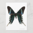 Pesquisar por ideias do da borboleta cartoes postais Natureza