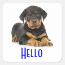 Pesquisar por rottweilers adesivos Cachorrinho