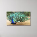 Pesquisar por pavões impressão de canvas Bonito