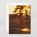 Pesquisar por bob cartoes postais Lago