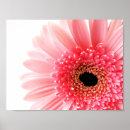 Pesquisar por gerberas pôsteres Jardim