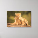 Pesquisar por cubo impressão de canvas Gato