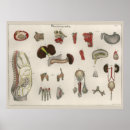 Pesquisar por órgão anatomia pôsteres Humano