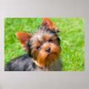 Pesquisar por do yorkshire terrier pósteres pôsteres Preto