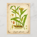 Pesquisar por gengibre cartoes postais Flores