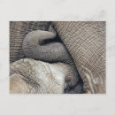 Pesquisar por elefante do bebê cartoes postais Mãe e bebê