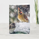 Pesquisar por cardeal fêmea cartoes Natureza