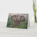 Pesquisar por wildlife cartoes Africa