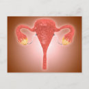 Pesquisar por órgãos reprodutivos cartoes postais Sem pessoas