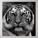 Pesquisar por tigre branco preto pôsteres Amur