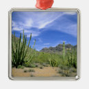 Pesquisar por seco ornamentos Planta