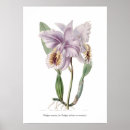 Pesquisar por orquídea cattleya pósteres pôsteres Botânico
