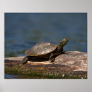 Pesquisar por ecossistemas pósteres pôsteres Água