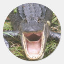 Pesquisar por steve adesivos Americano