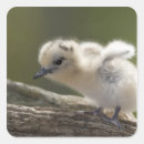 Pesquisar por ilhas havaianas adesivos Bonito