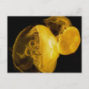 Pesquisar por medusa cartoes postais Natureza