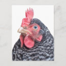 Pesquisar por galinhas pretas cartoes postais Aves