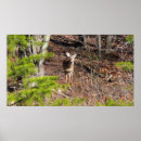 Pesquisar por cervo pôsteres Veado