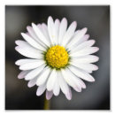 Pesquisar por floral preto e branco pôsteres Margarida