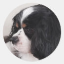 Pesquisar por tri adesivos Cão