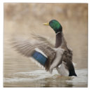 Pesquisar por aves aquáticas azulejos Vida selvagem