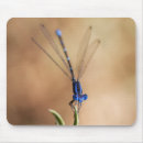 Pesquisar por damselfly Macro