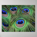 Pesquisar por pavão azul pôsteres Aves