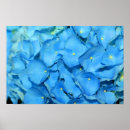 Pesquisar por orquídea azul pósteres pôsteres Natureza