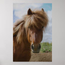 Pesquisar por perfil cavalo pôsteres Pônei