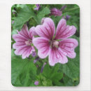 Pesquisar por mallow Flores