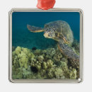 Pesquisar por chelonia Invertebrado