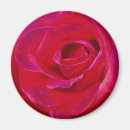Pesquisar por pétalas cor de rosa imas Vermelho