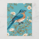 Pesquisar por bluebird cartoes postais Animal
